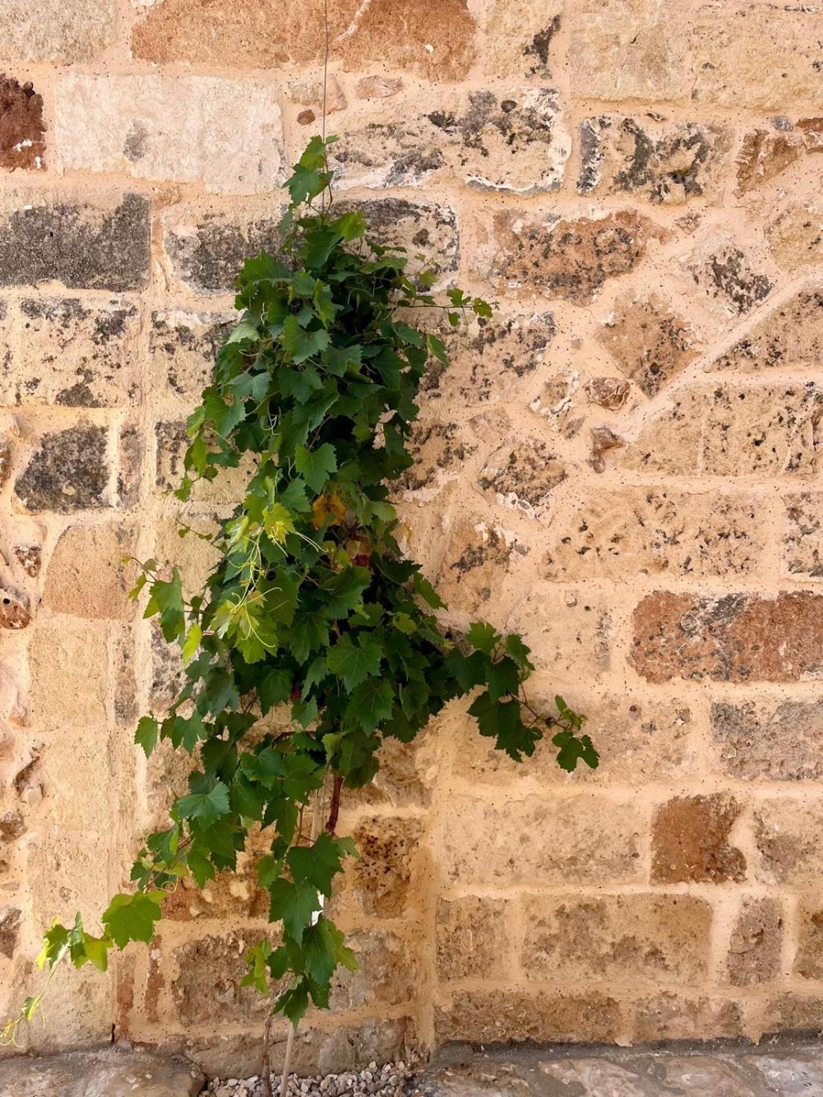 Masseria Voluzzi Копертино Экстерьер фото